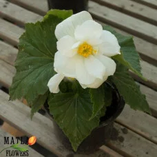 Бегония в горшке Double White